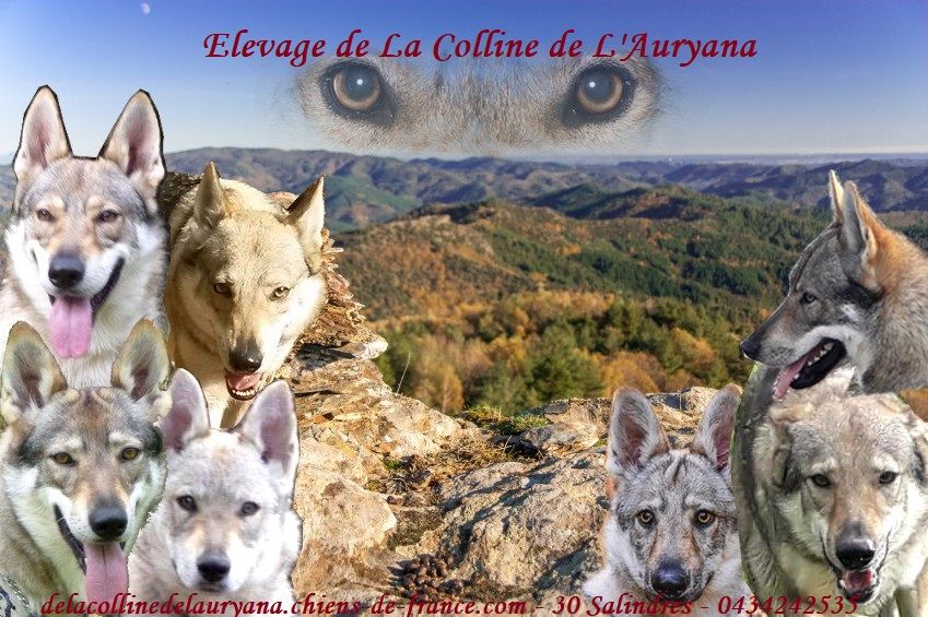 Accueil Elevage De La Colline De Lauryana Eleveur De