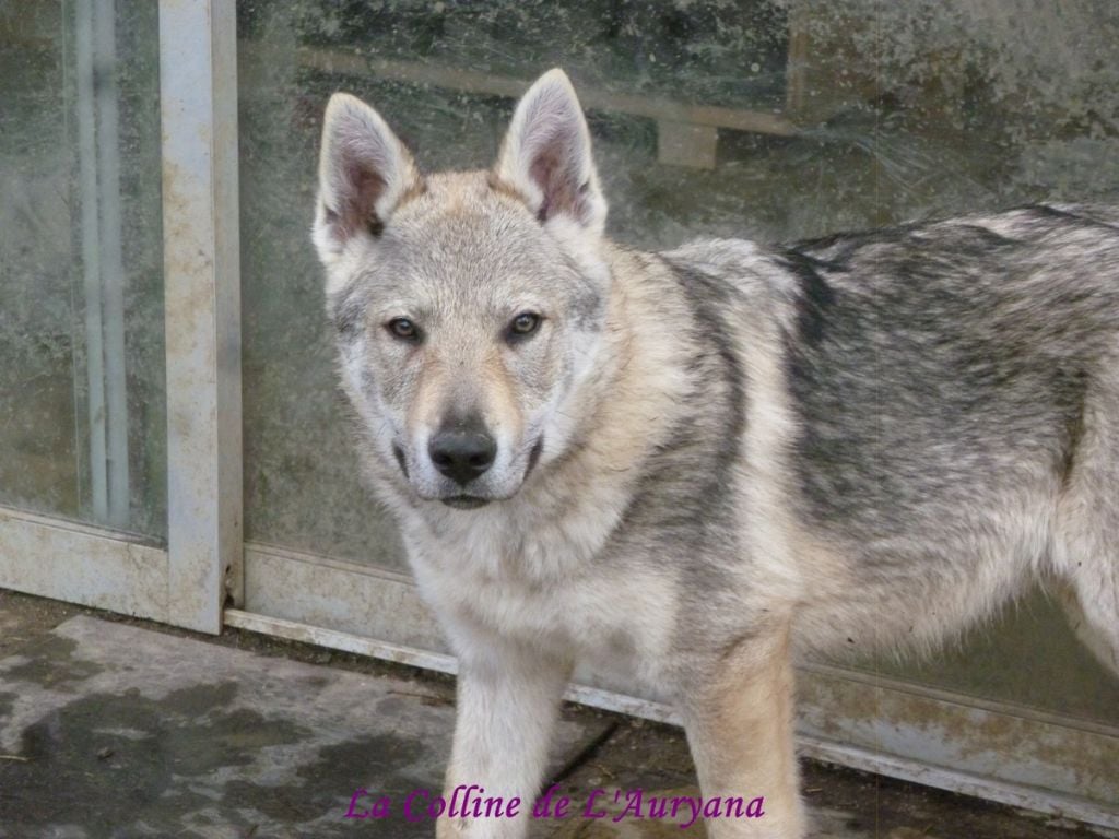 Accueil Elevage De La Colline De L Auryana Eleveur De Chiens Chien Loup Tchecoslovaque