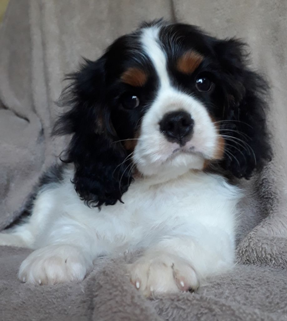 Chiot Elevage De L Elite Du Kevezer Eleveur De Chiens Cavalier King Charles Spaniel