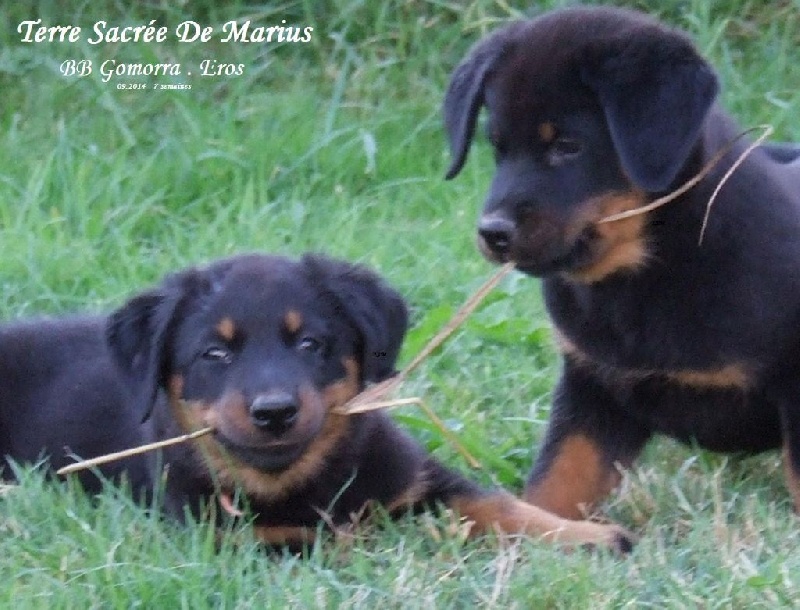 Jowena De La Terre Sacrée De Marius