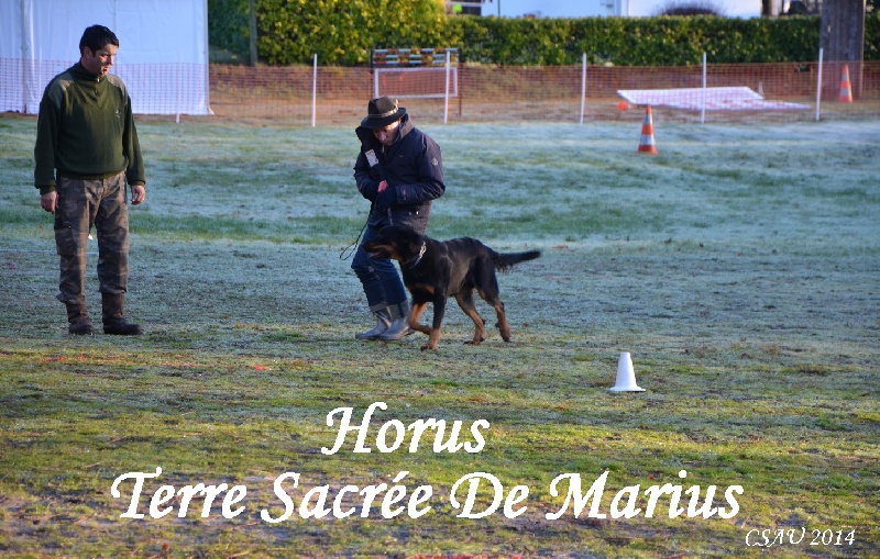 Horus De La Terre Sacrée De Marius