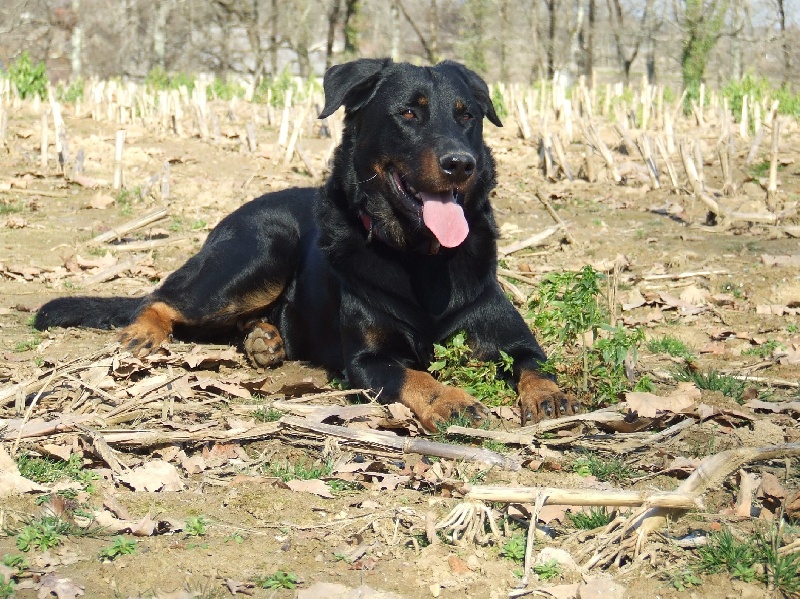 Cachou De La Terre Sacrée De Marius