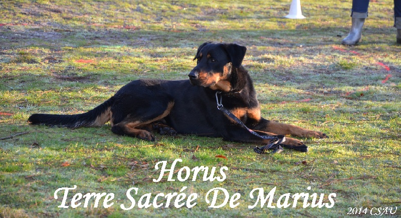 Horus De La Terre Sacrée De Marius