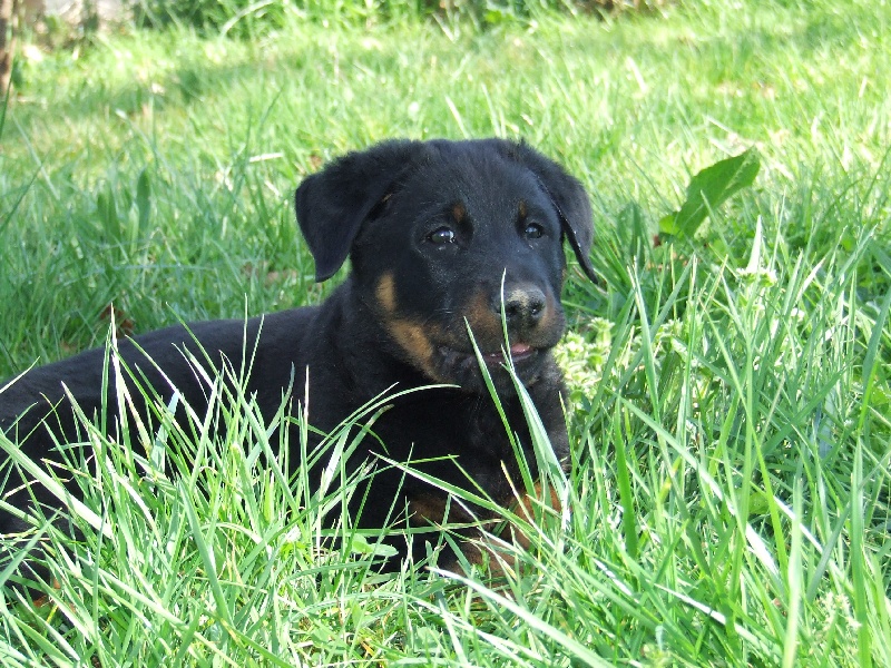 Cachou De La Terre Sacrée De Marius