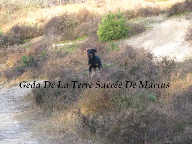 Geda De La Terre Sacrée De Marius