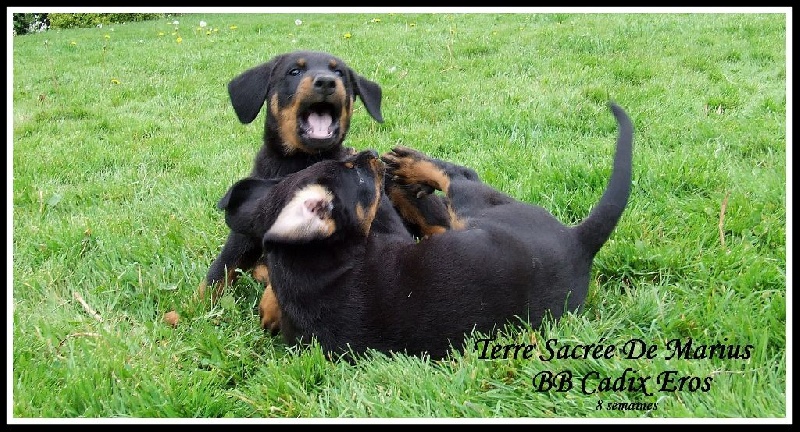 Jip De La Terre Sacrée De Marius