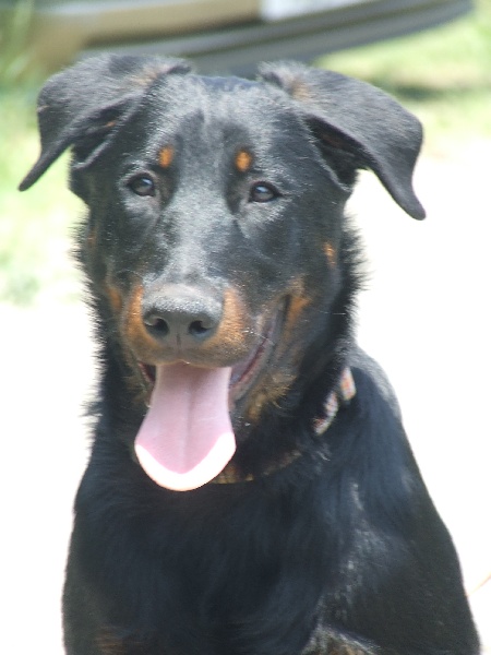 Cachou De La Terre Sacrée De Marius