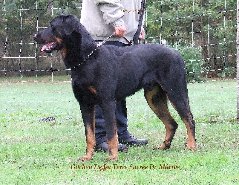 Gochen De La Terre Sacrée De Marius