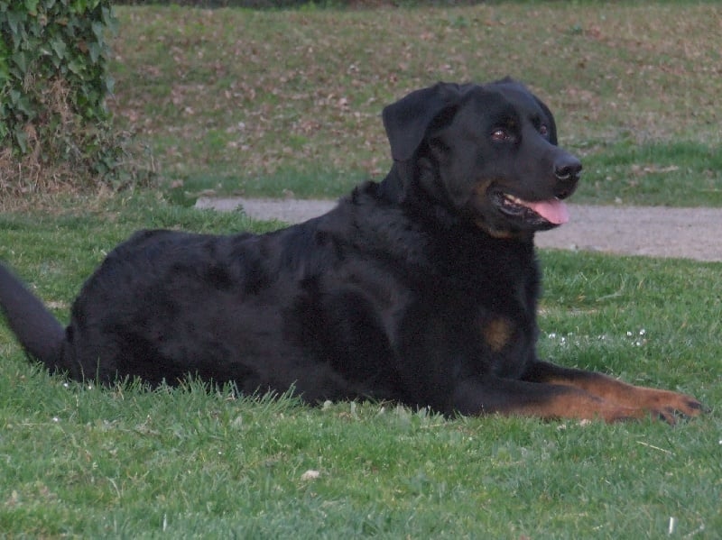 Velox De La Terre Sacrée De Marius