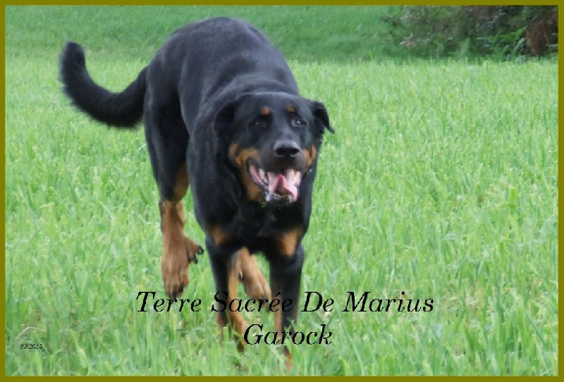 Garock De La Terre Sacrée De Marius