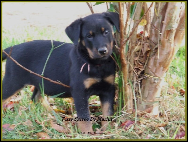 Lord marley De La Terre Sacrée De Marius