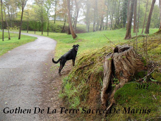 Gothen De La Terre Sacrée De Marius