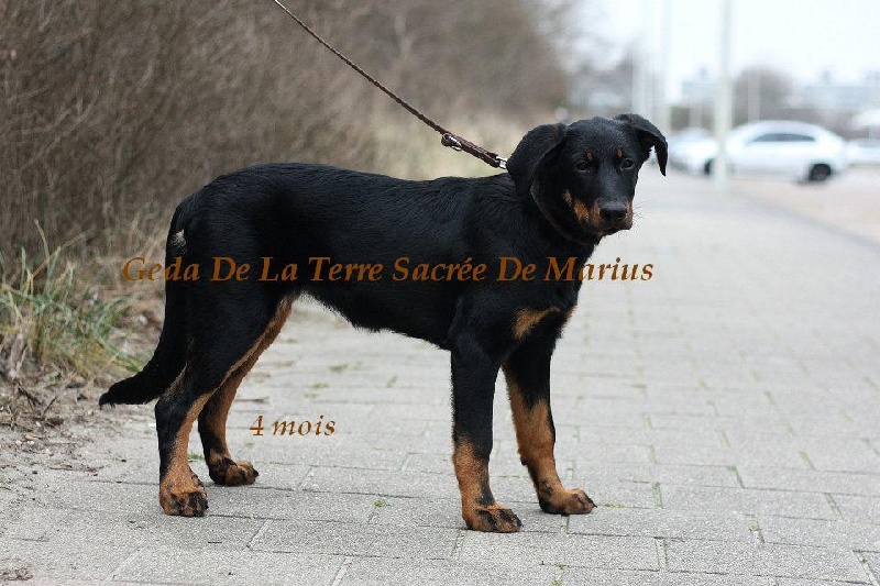 Geda De La Terre Sacrée De Marius