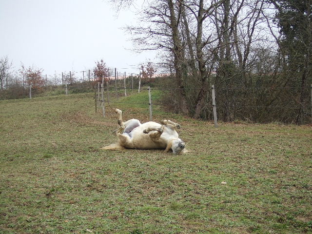 Battika De La Terre Sacrée De Marius