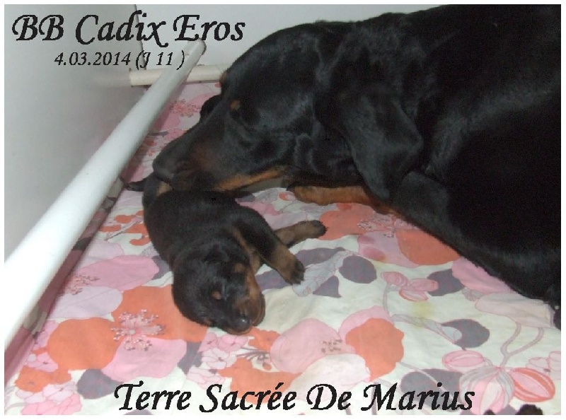 Jalna De La Terre Sacrée De Marius