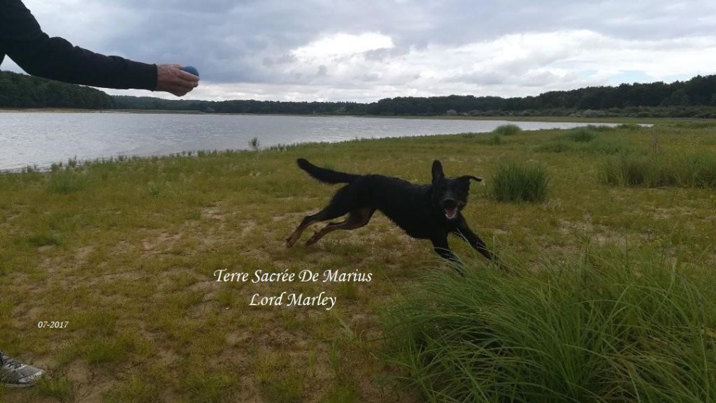 Lord marley De La Terre Sacrée De Marius