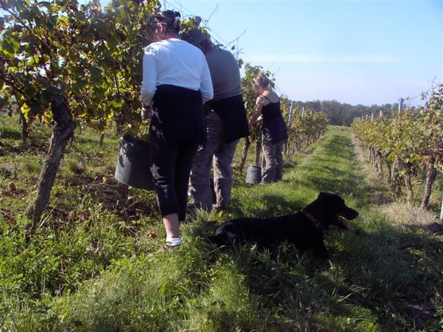 Battika De La Terre Sacrée De Marius