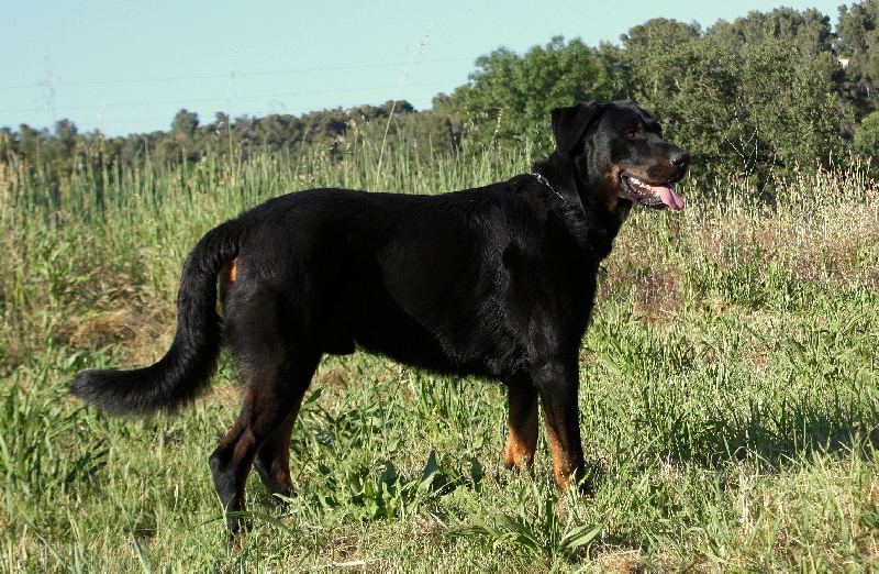 Charly De La Terre Sacrée De Marius