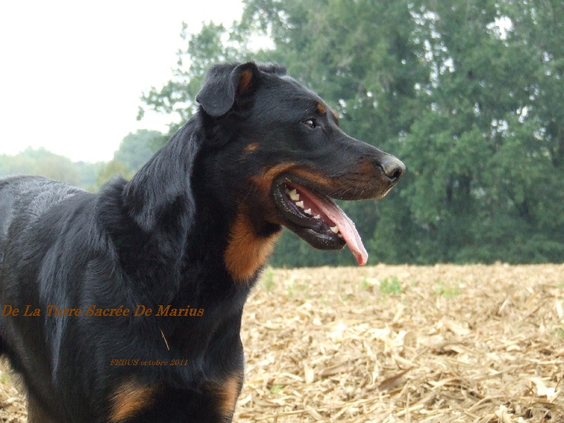 Febus De La Terre Sacrée De Marius