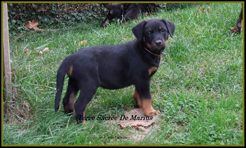 Lord marley De La Terre Sacrée De Marius