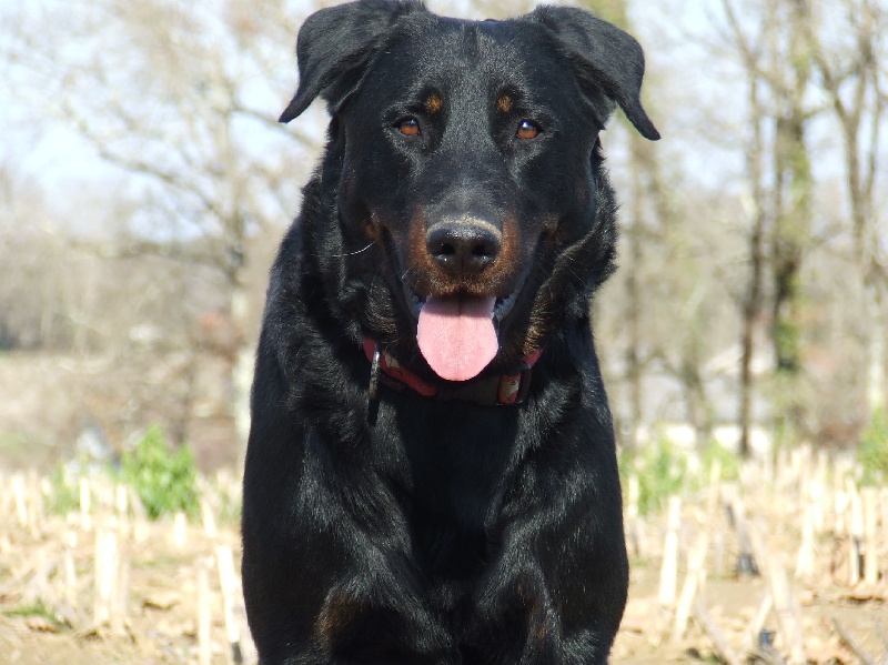 Cachou De La Terre Sacrée De Marius