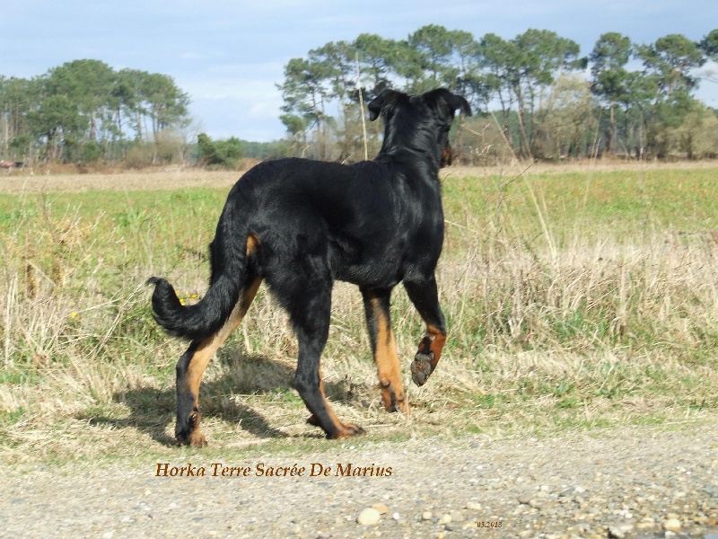 Horka De La Terre Sacrée De Marius