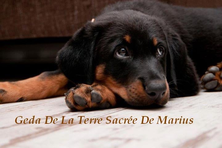 Geda De La Terre Sacrée De Marius