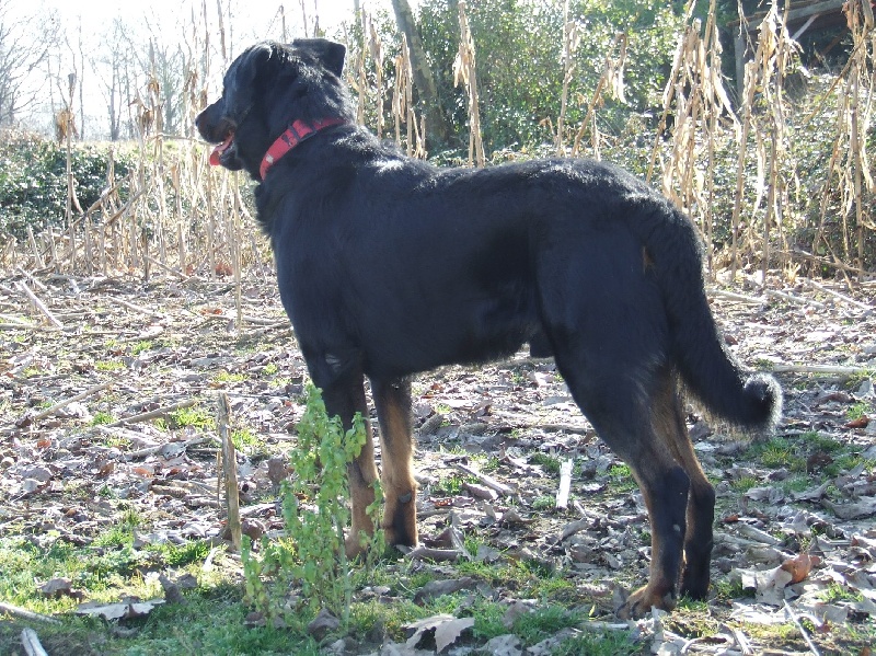 Cachou De La Terre Sacrée De Marius