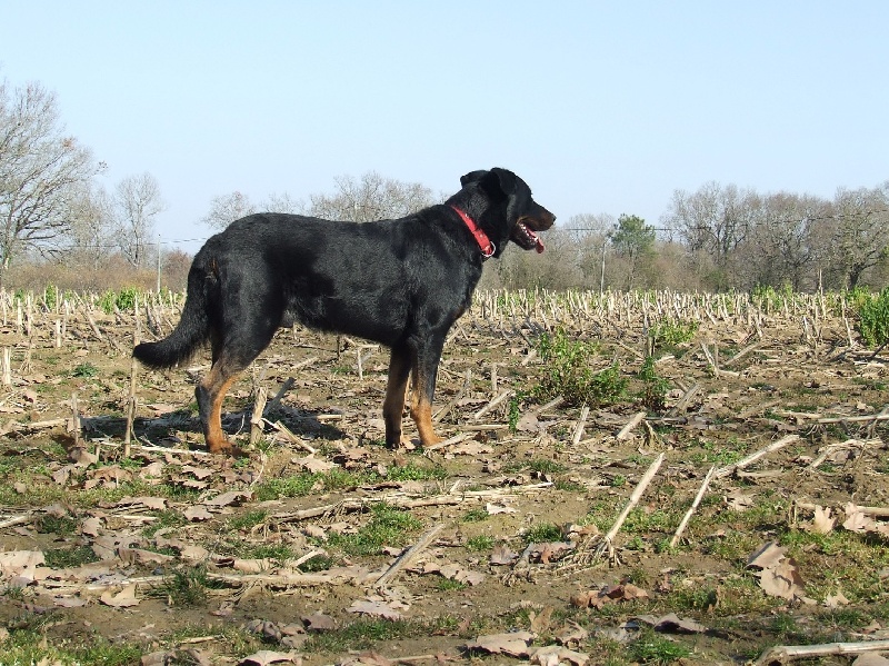 Cachou De La Terre Sacrée De Marius