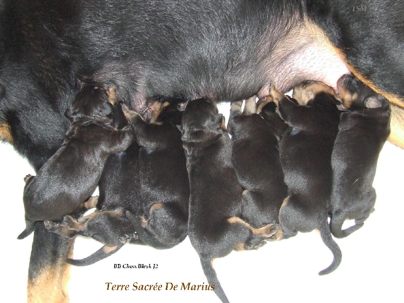 Hirok De La Terre Sacrée De Marius