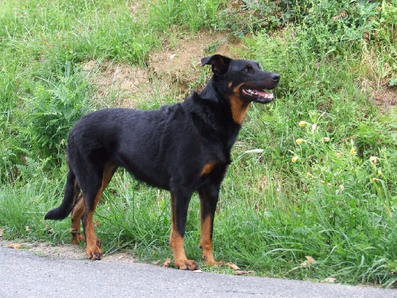 Cheyenne De La Terre Sacrée De Marius