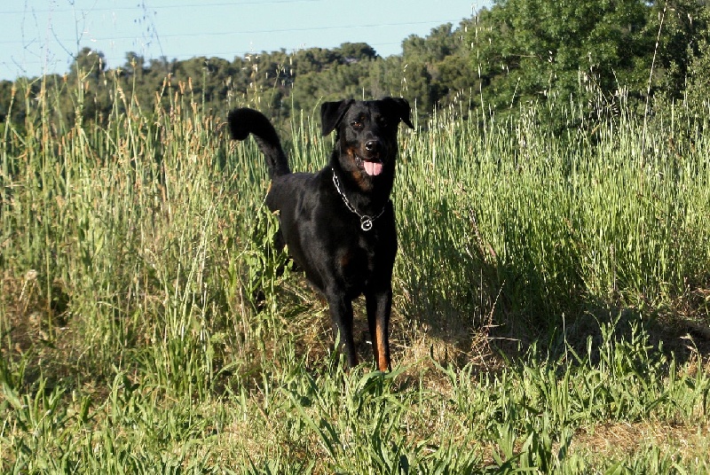 Charly De La Terre Sacrée De Marius