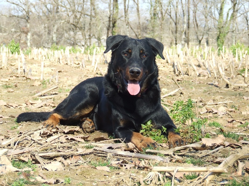 Cachou De La Terre Sacrée De Marius