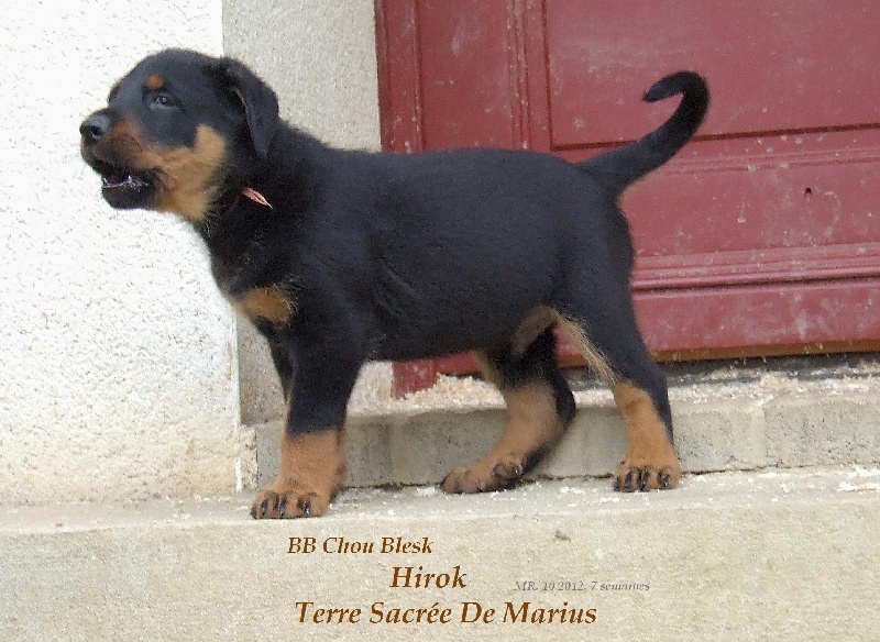 Hirok De La Terre Sacrée De Marius