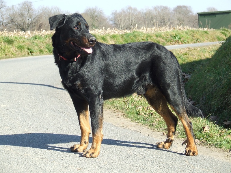 Cachou De La Terre Sacrée De Marius