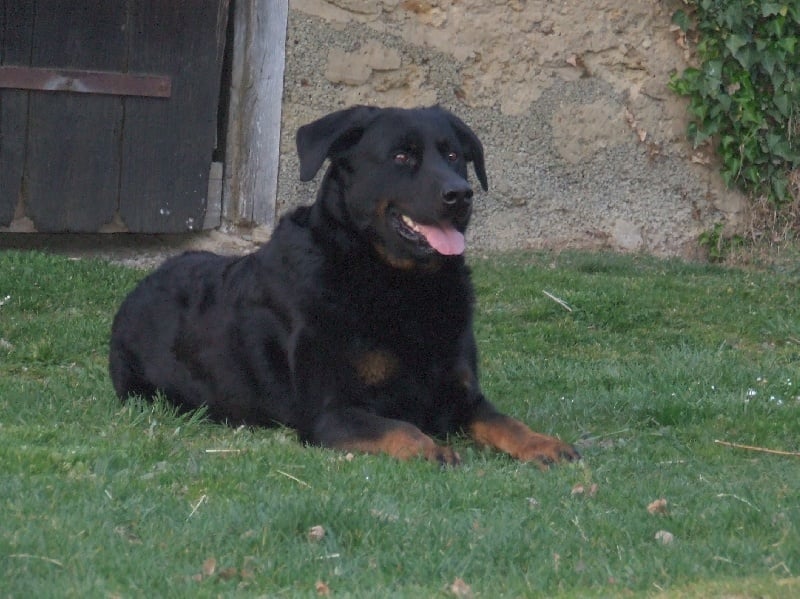 Velox De La Terre Sacrée De Marius