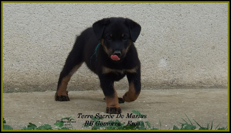 Looka De La Terre Sacrée De Marius