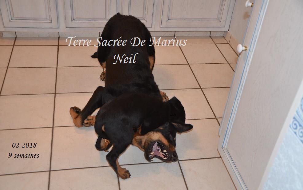 Neil De La Terre Sacrée De Marius