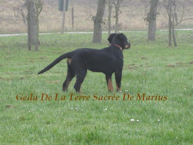 Geda De La Terre Sacrée De Marius