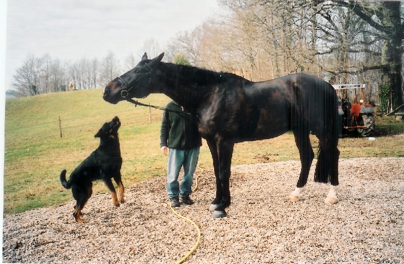 Cachou De La Terre Sacrée De Marius