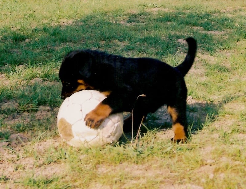 Velox De La Terre Sacrée De Marius