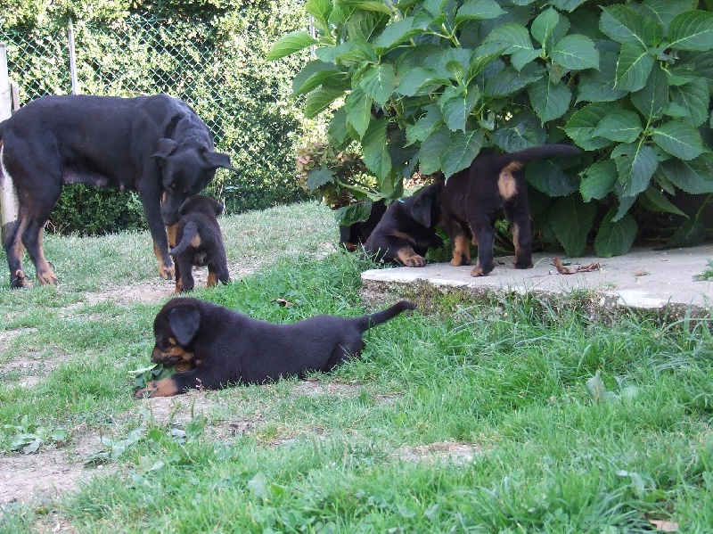 Fêoris De La Terre Sacrée De Marius