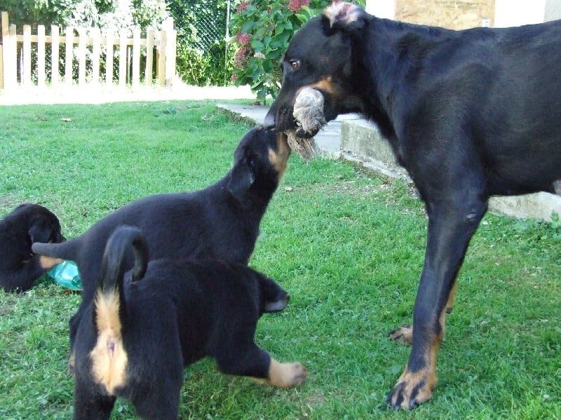 Daïko De La Terre Sacrée De Marius