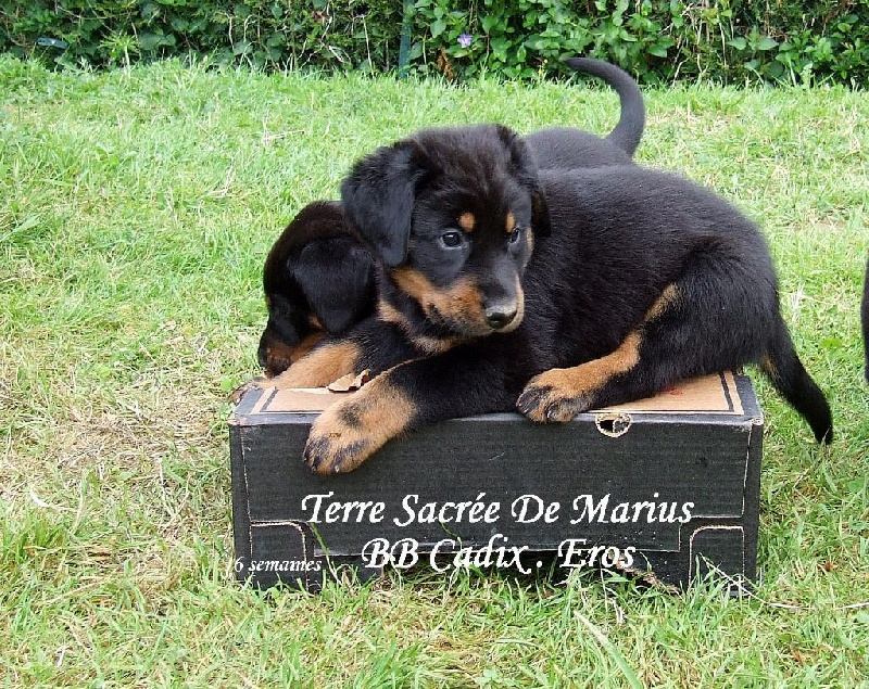 Jeskô De La Terre Sacrée De Marius