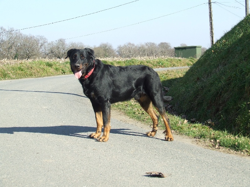 Cachou De La Terre Sacrée De Marius