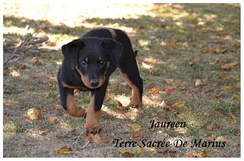 Jaureen De La Terre Sacrée De Marius