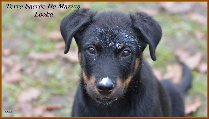 Looka De La Terre Sacrée De Marius