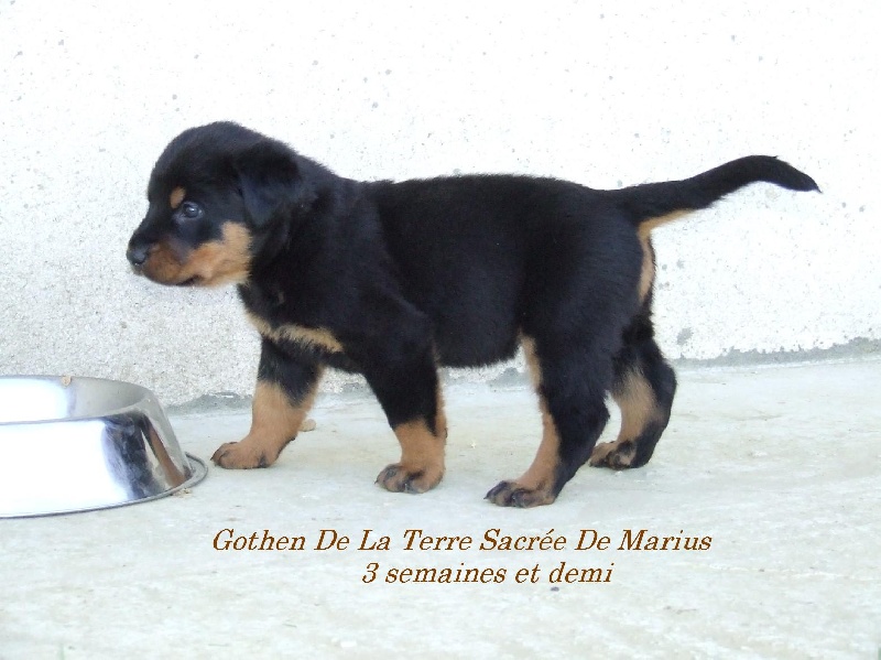 Gothen De La Terre Sacrée De Marius