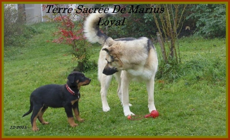 Loyal lord De La Terre Sacrée De Marius