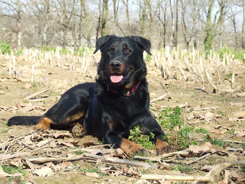 Cachou De La Terre Sacrée De Marius